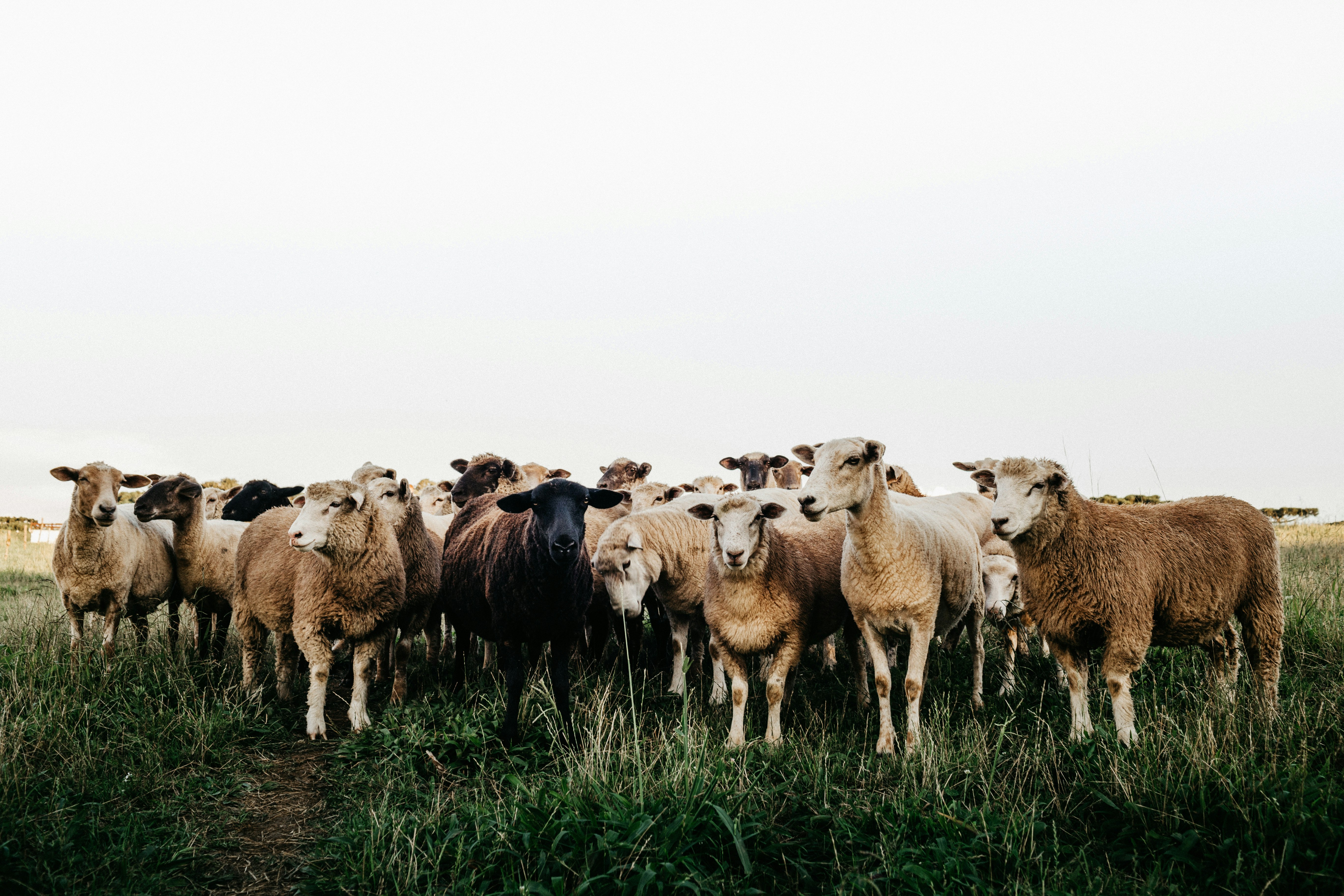 herd of sheep on green grass field during daytime